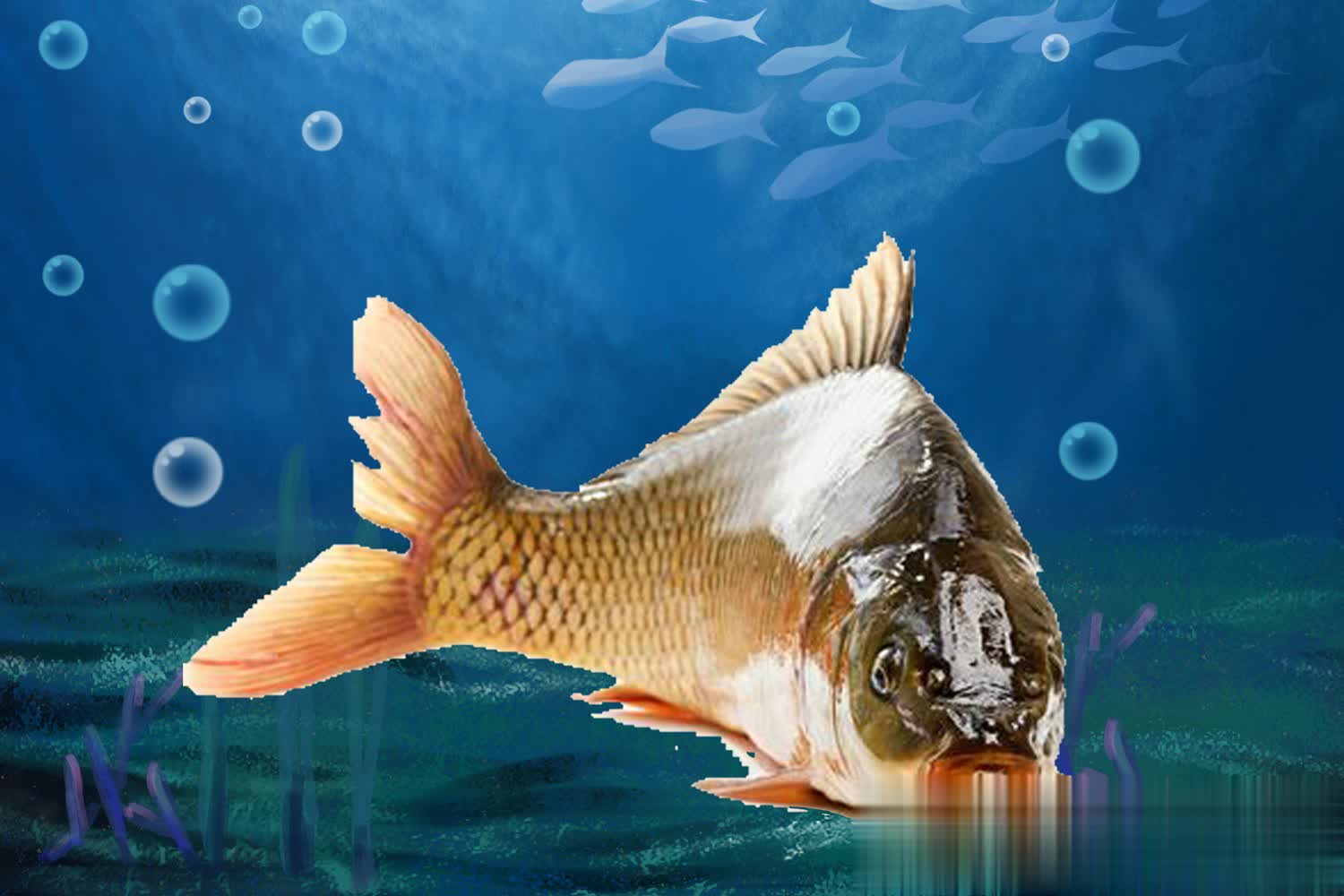 坑偷驴鱼获, 个要素排名, 偷驴妙计巧 坑偷驴鱼获, 个要素排名, 偷驴妙计巧